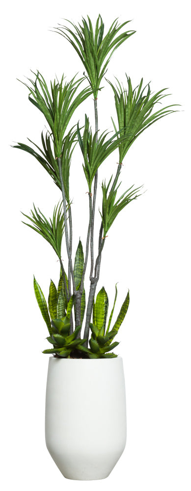 4' Dracena and Assorted Succulents