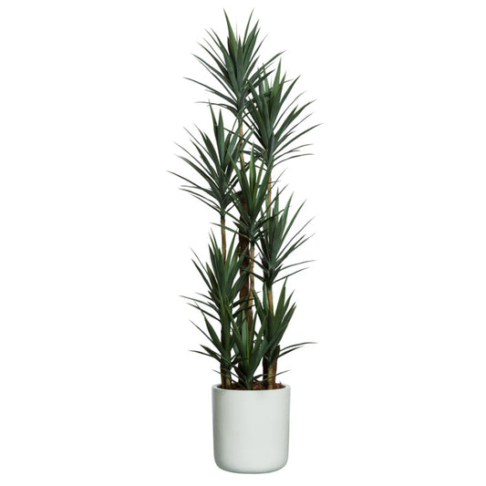 Yucca Deluxe
