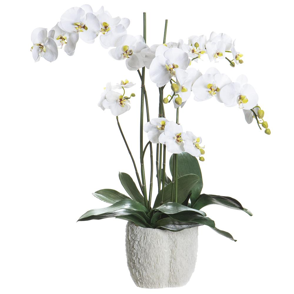 Phalaenopsis