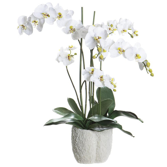 Phalaenopsis