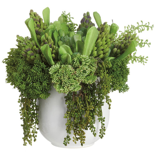 MIXED SUCCULENTS IN CREAM POT