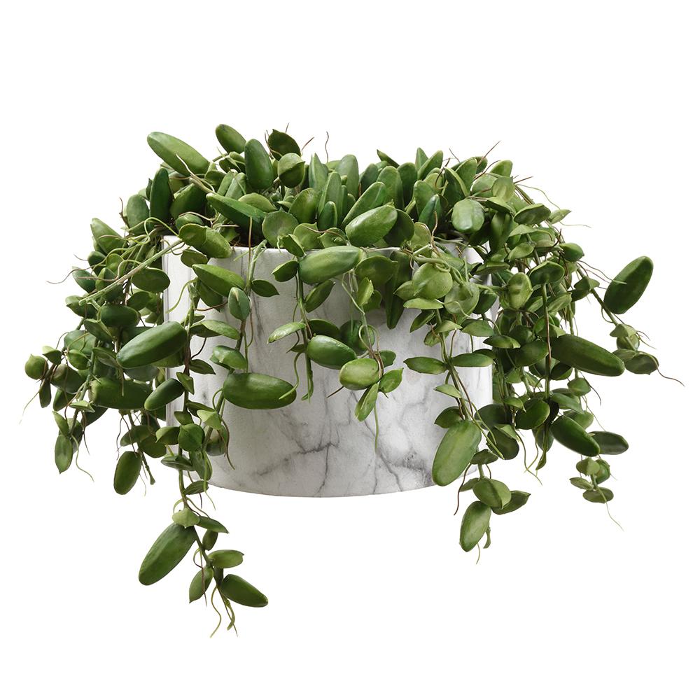 Dischidia in pot