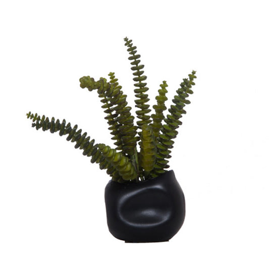 Donkey Tail Succulent in White Dented Pot