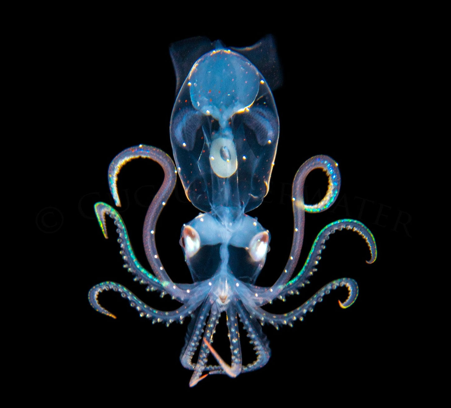 Octopus