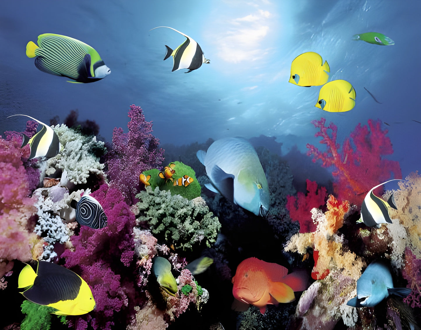 Scenic Reef