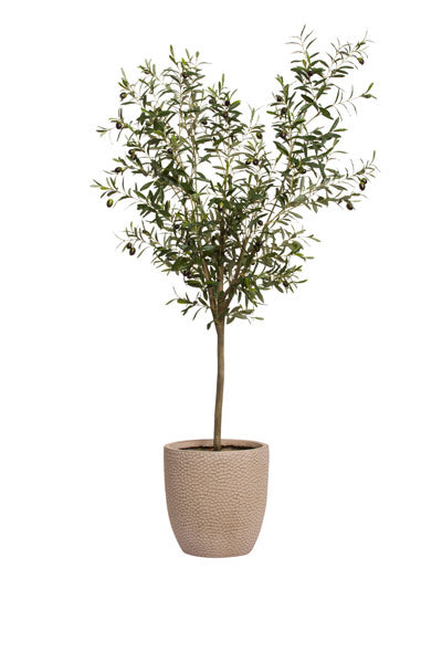 Olive Tree