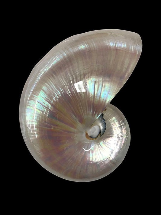 Nautilus Shell I