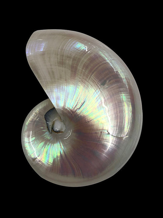 Nautilus Shell II
