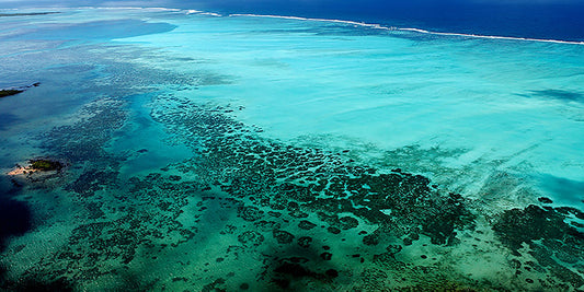 Tropical Shoreline