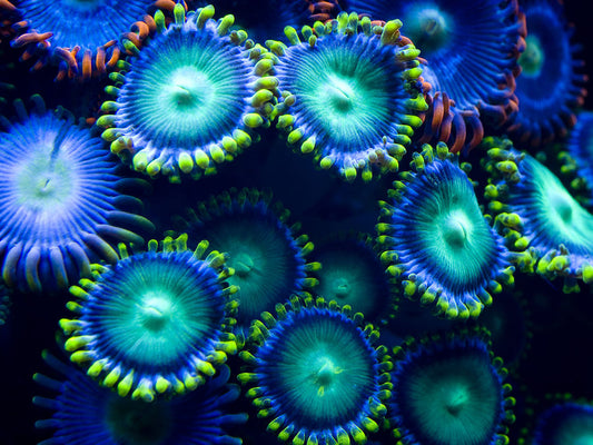 Neon Coral II
