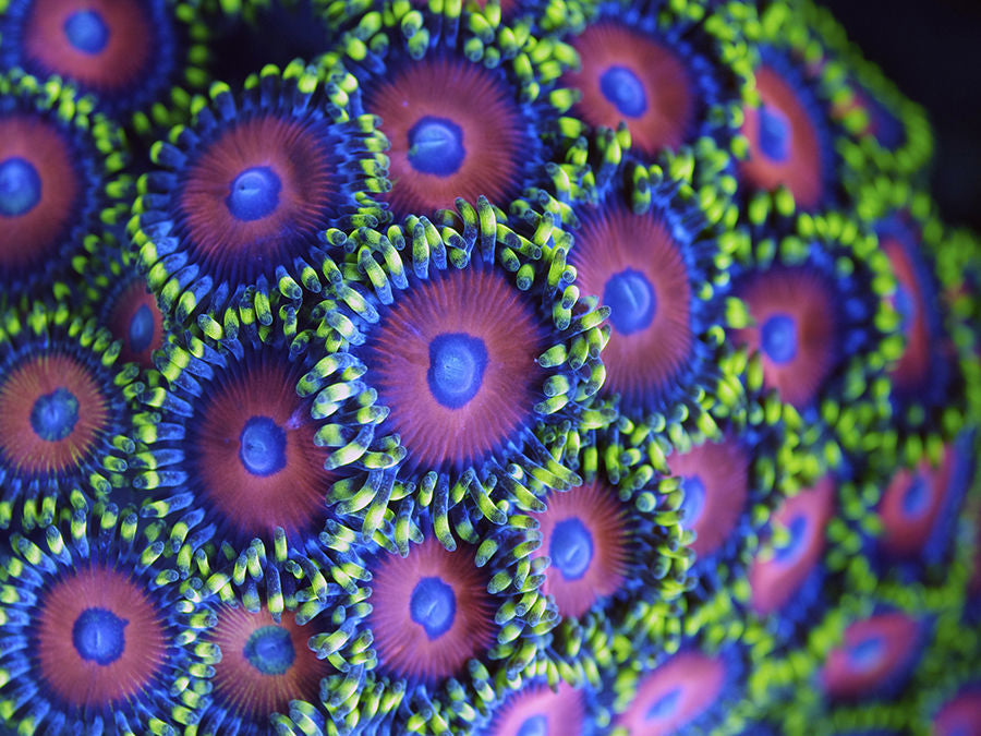 Purple Neon Coral