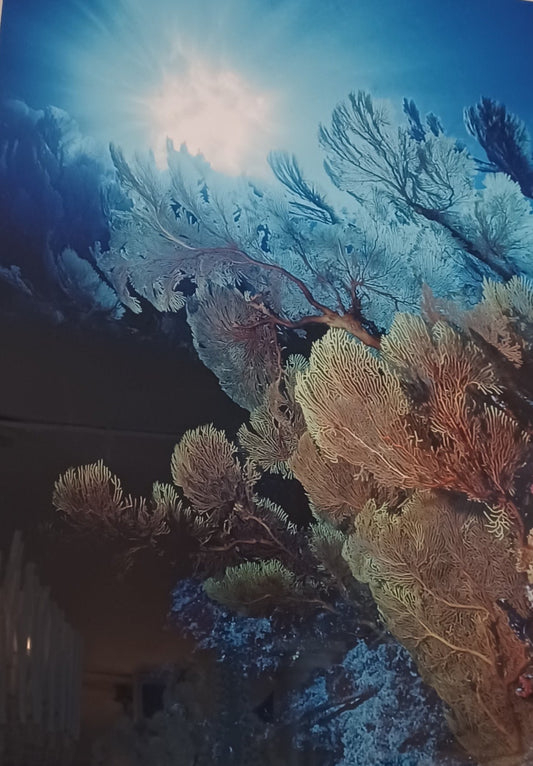 Reeflight