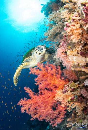 Turtle in Coral