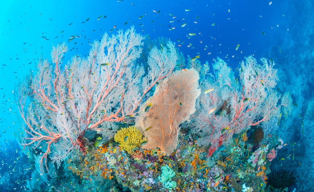 Oceanic Flourish
