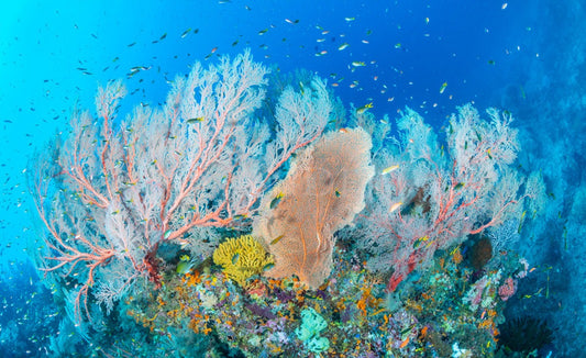 Oceanic Flourish