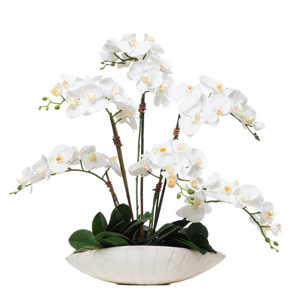 White Orchids in Oval Bowl