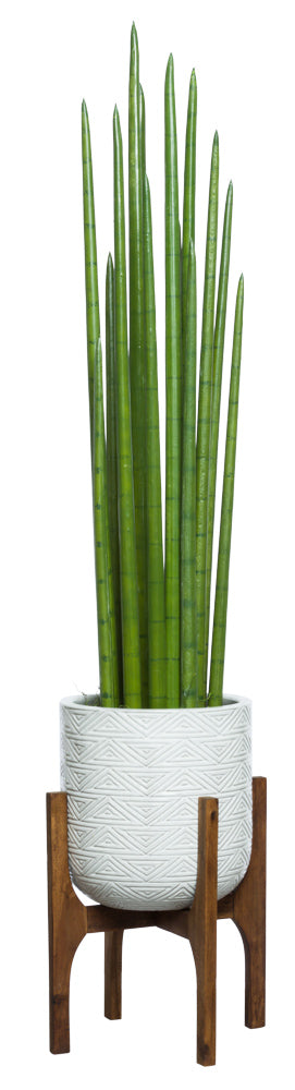 Snake Plant with Stand