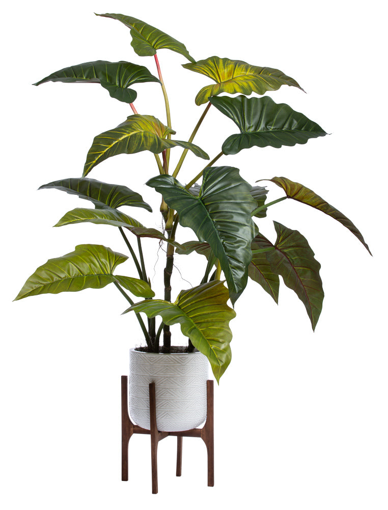 Large Red Philodendron