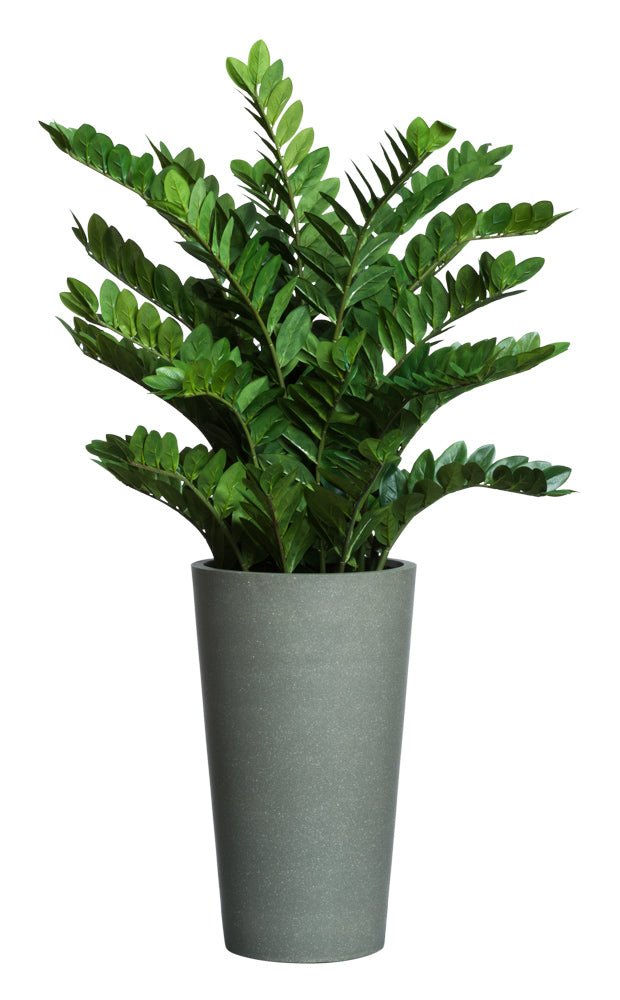 Zamifolia Bush