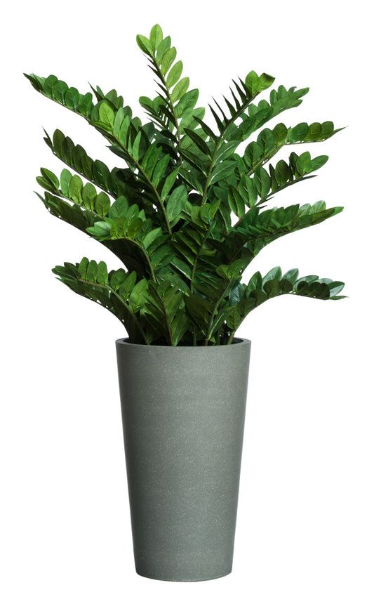 Zamifolia Bush