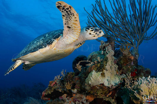 Swimming Turtle