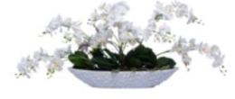 Wild Mini Orchids in Boat