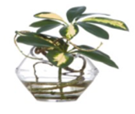 Schefflera in Slanted Vase