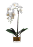 Orchid in Cube Vase