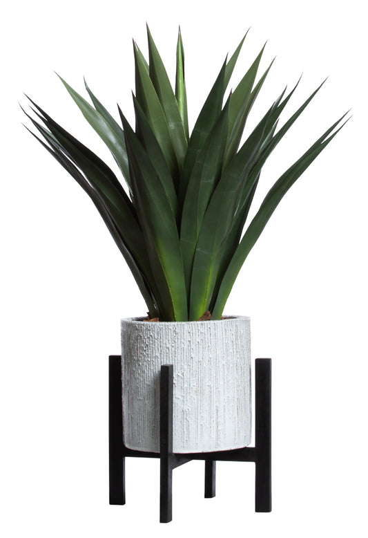 Agave with Stand