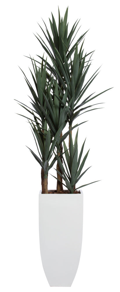 Large Yucca